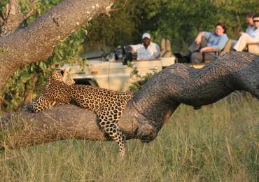 Leopard resting on tree branch during safari in Greater Kruger National Park South Africa