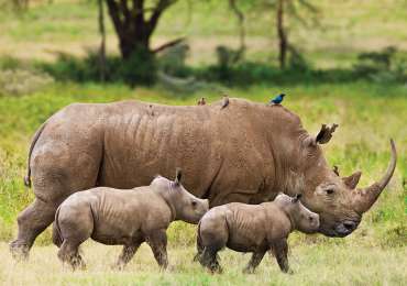 White rhinoceros with two calves on safari in Greater Kruger National Park South Africa