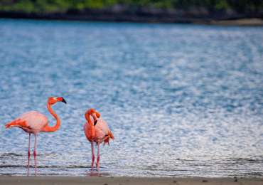 American flamingos wading in the Galapagos Islands lagoon during Celebrity Flora Inner Loop cruise