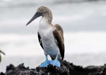 Blue-footed booby on rocky shoreline in the Galapagos Islands during Celebrity Flora cruise