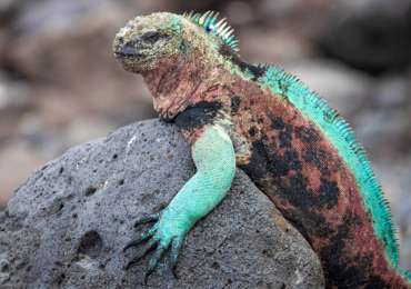 Galapagos marine iguana resting on volcanic rocks during Celebrity Flora Inner Loop cruise