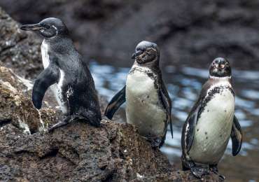 Galapagos penguins standing on volcanic rocks during Celebrity Flora Inner Loop cruise