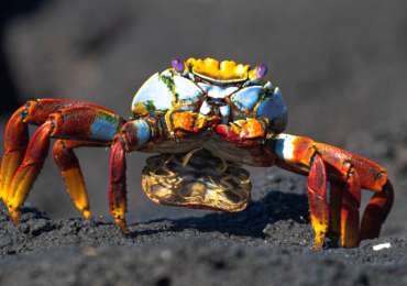 Sally Lightfoot crab on volcanic rocks in the Galapagos Islands during Celebrity Flora cruise