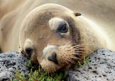 Galapagos sea lion resting on sandy beach during Celebrity Flora Inner Loop cruise